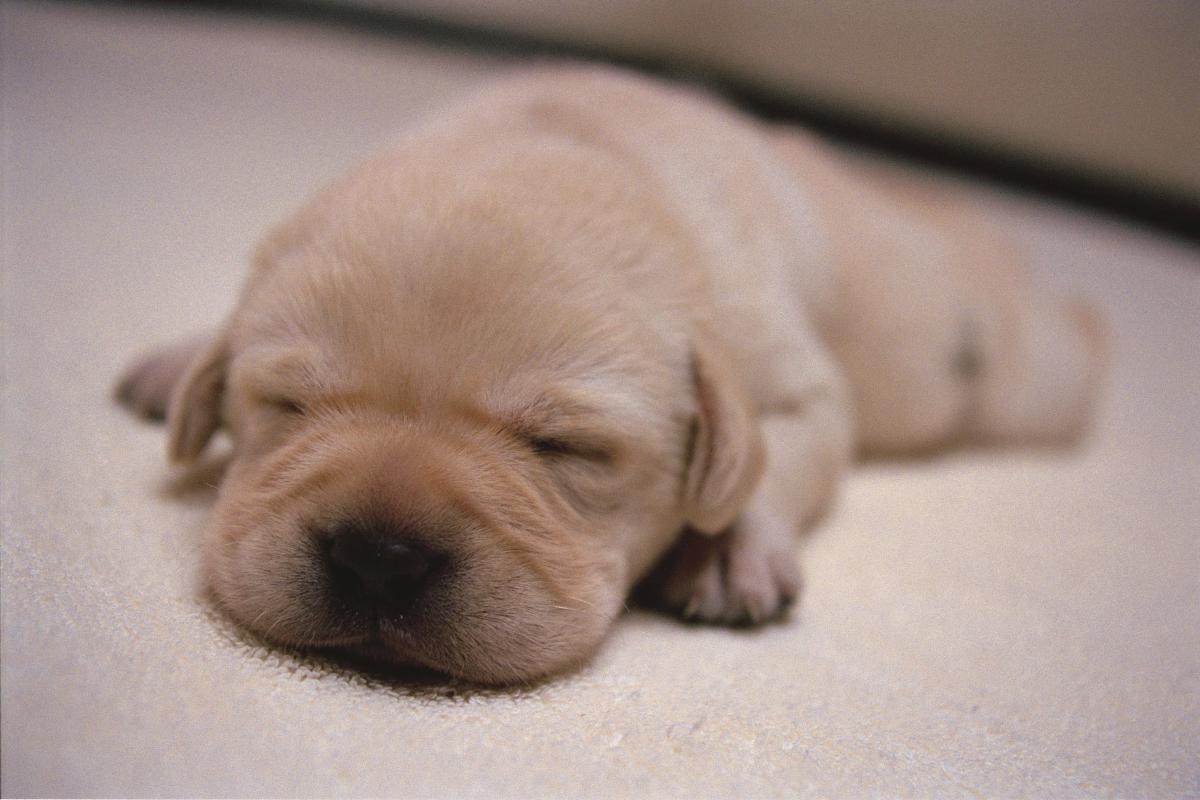 再見了，可魯：數位經典重映 Quill: The Life of a Guide Dog